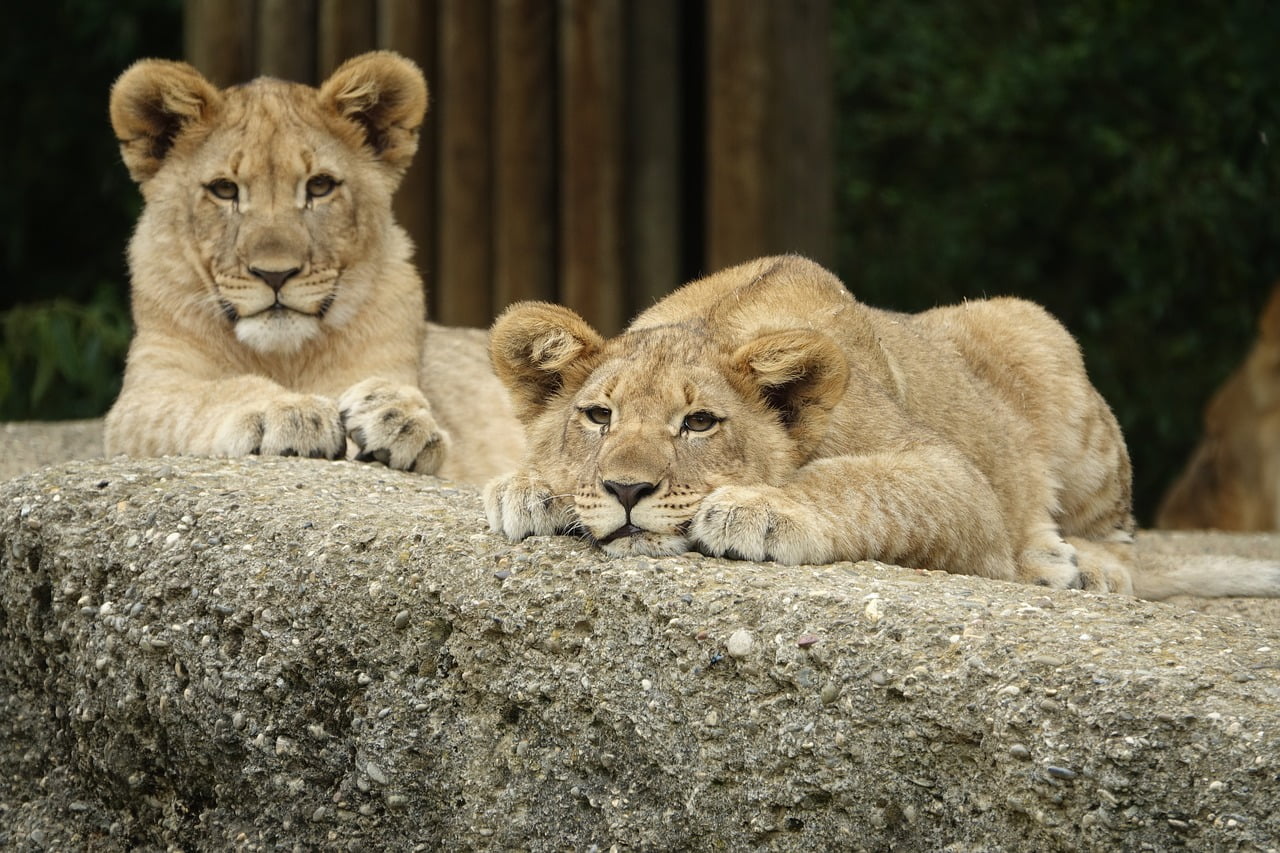 lion, cub, sleep-2449282.jpg